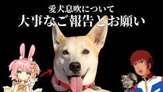 【大切なご報告とお願い】愛犬 息吹(いぶき)の病気と手術について
